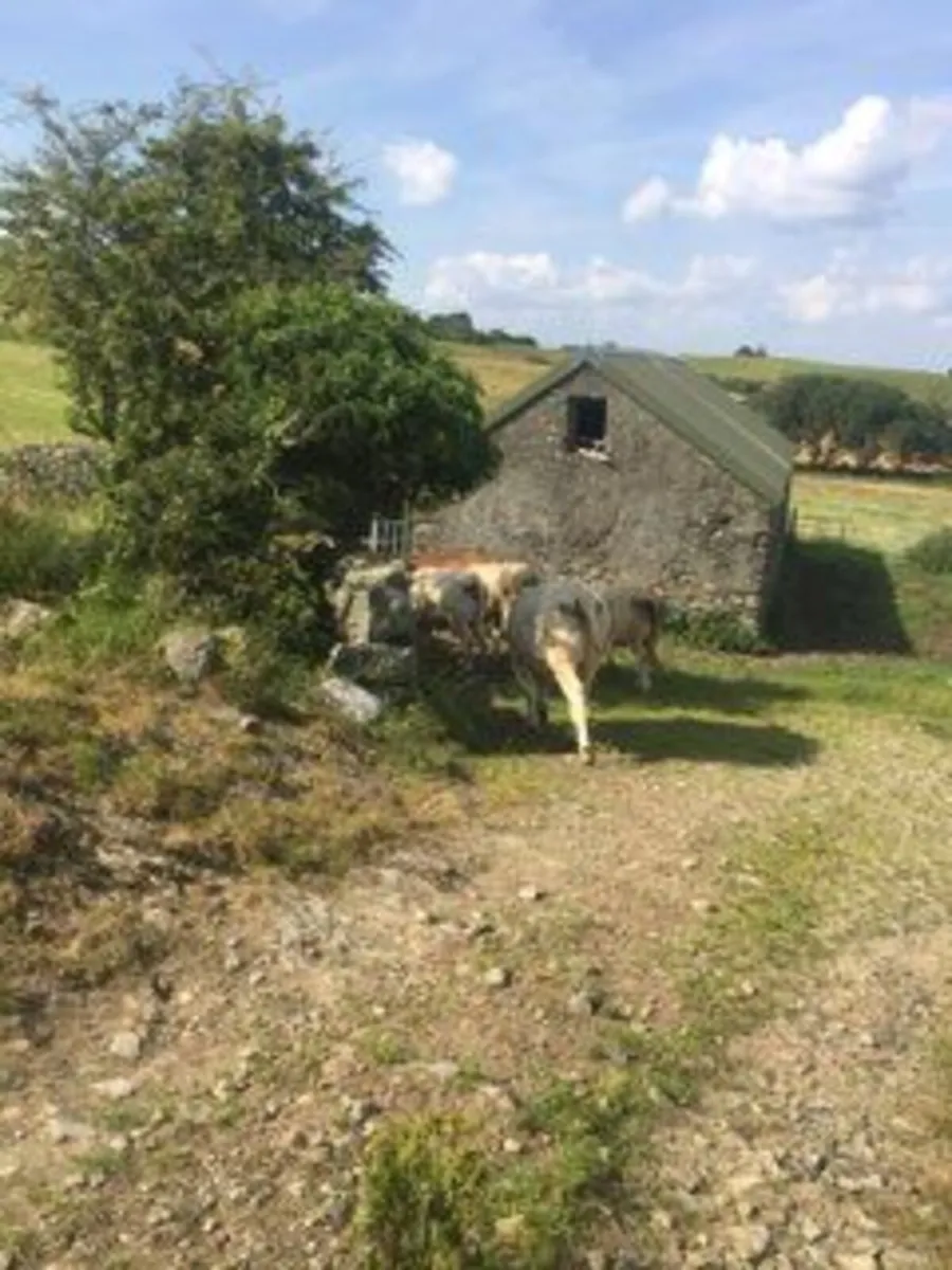 Breeding heifers - Image 4