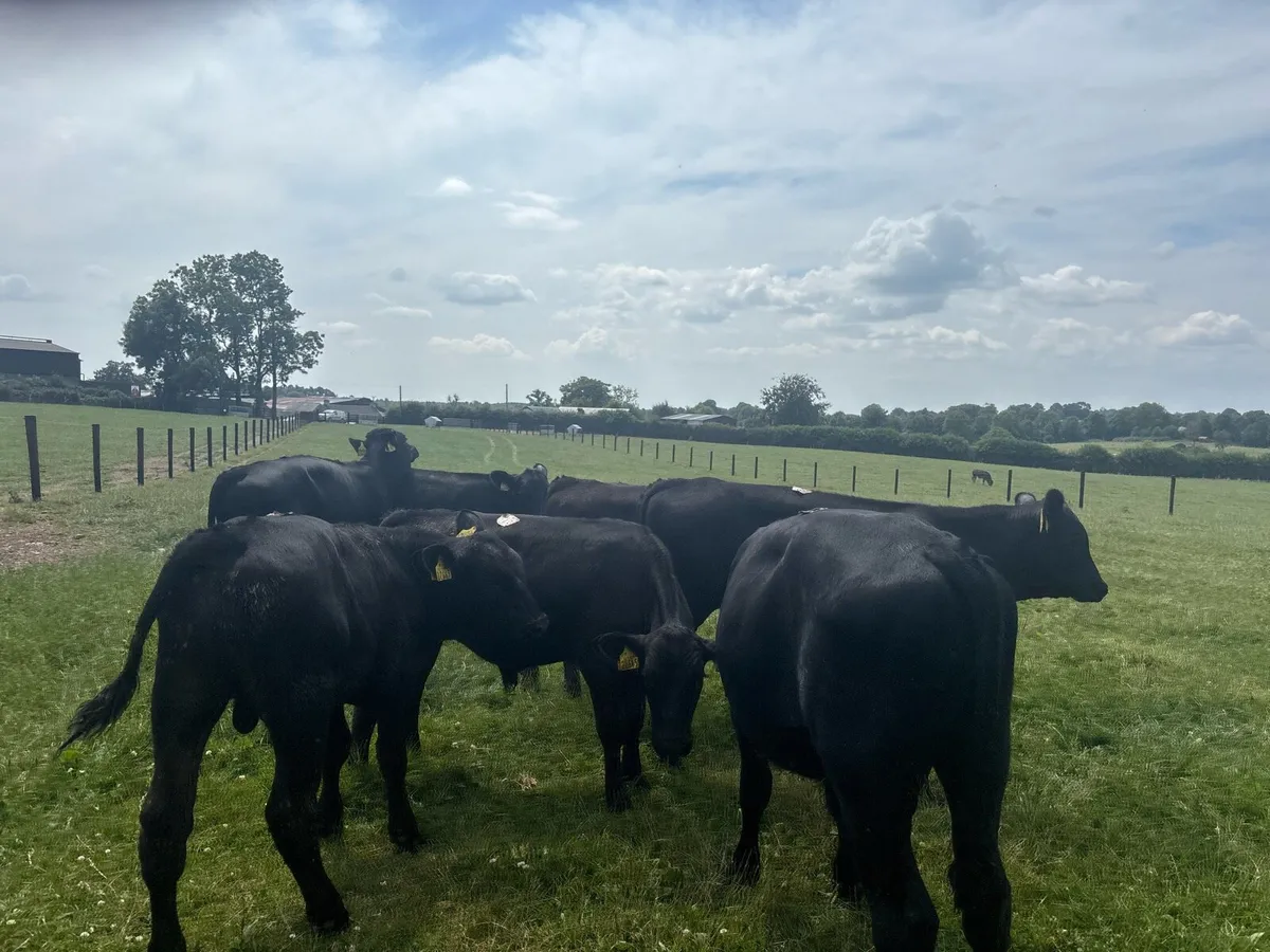10 super Angus weanling bullocks - Image 3