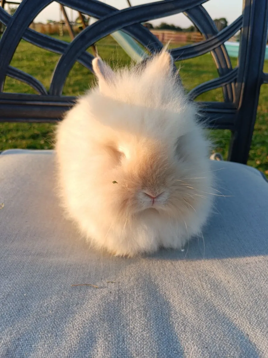 Double Lion Head Teddy Head Rabbits - Image 2