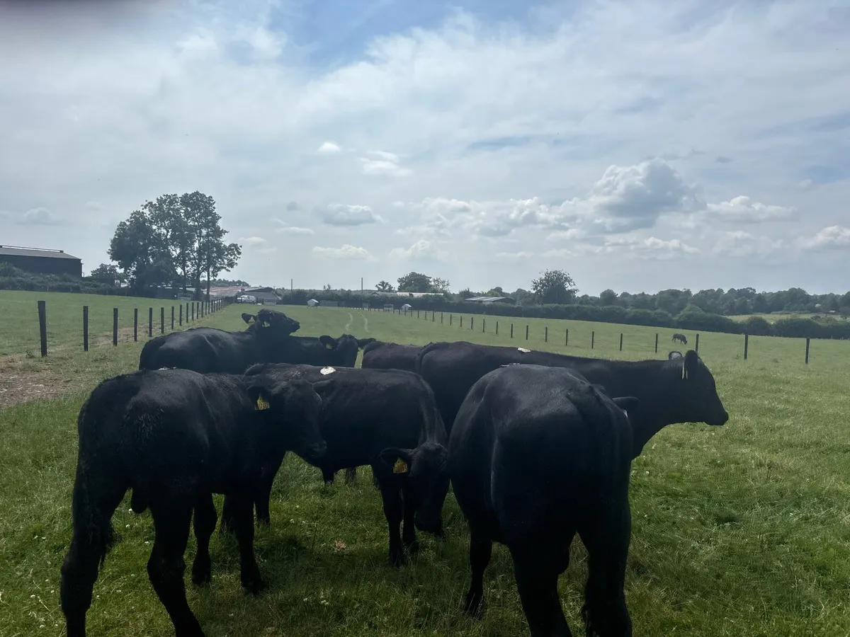 10 super Angus weanling bullocks - Image 2