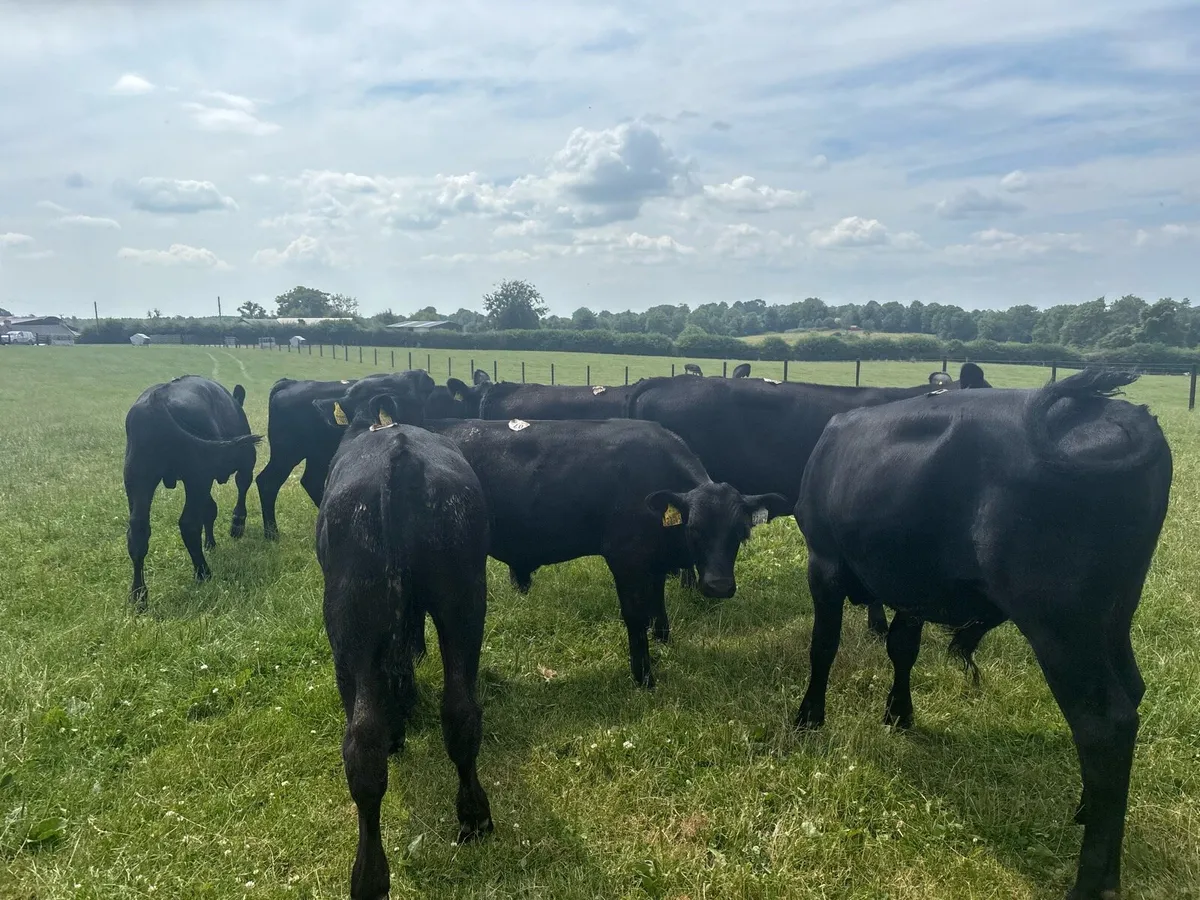 10 super Angus weanling bullocks - Image 4