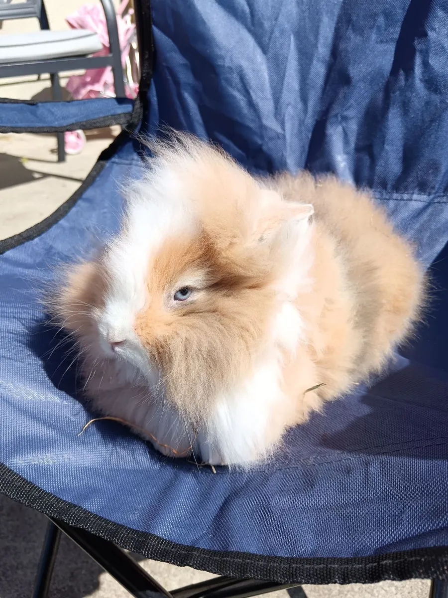 Double Lion Head Teddy Head Rabbits - Image 1