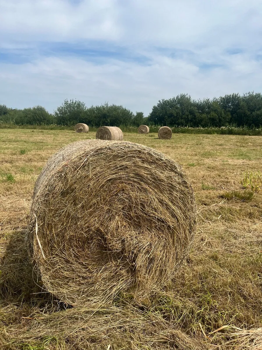 Hay bales - Image 1