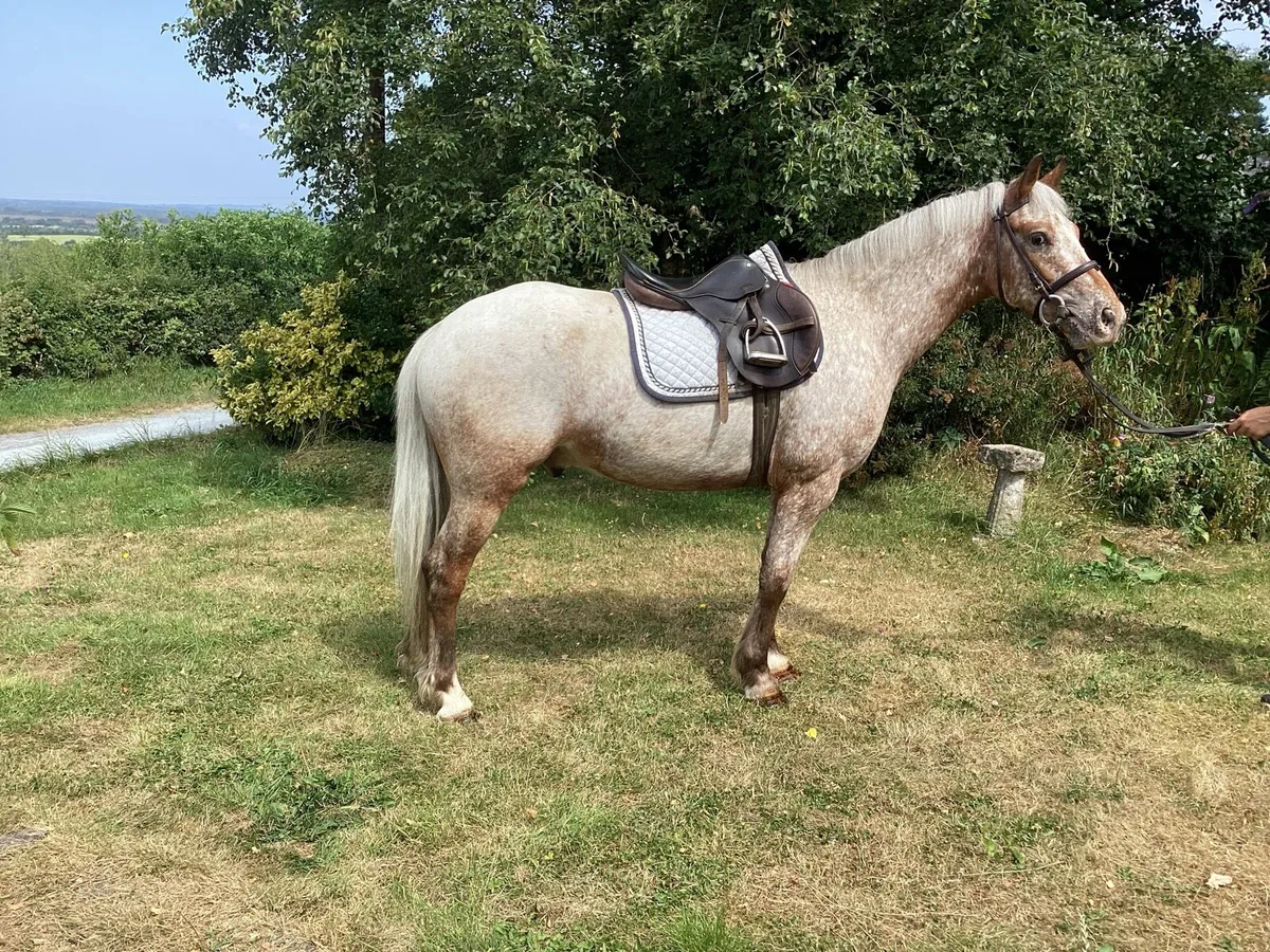 5year old roan gelding 147cms - Image 1