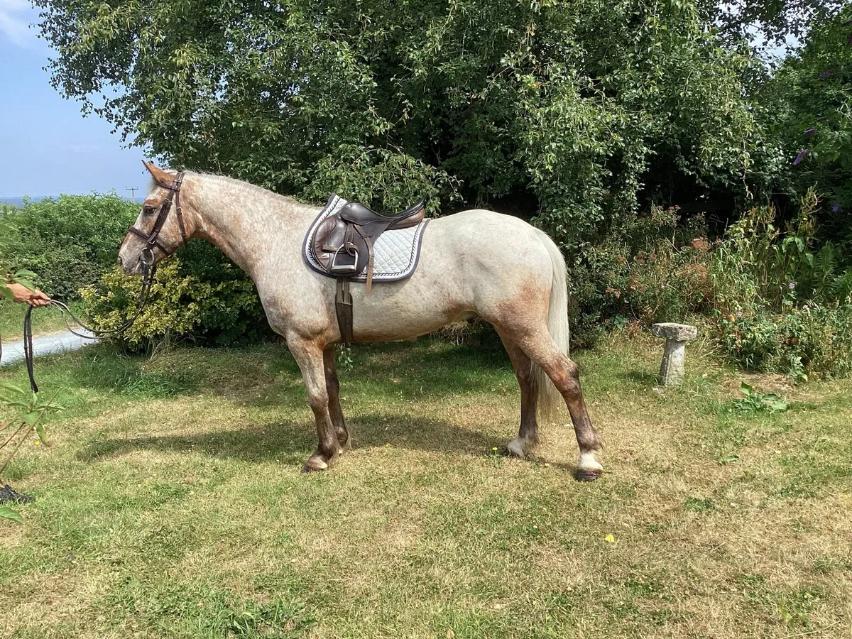 5year old roan gelding 147cms - Image 2