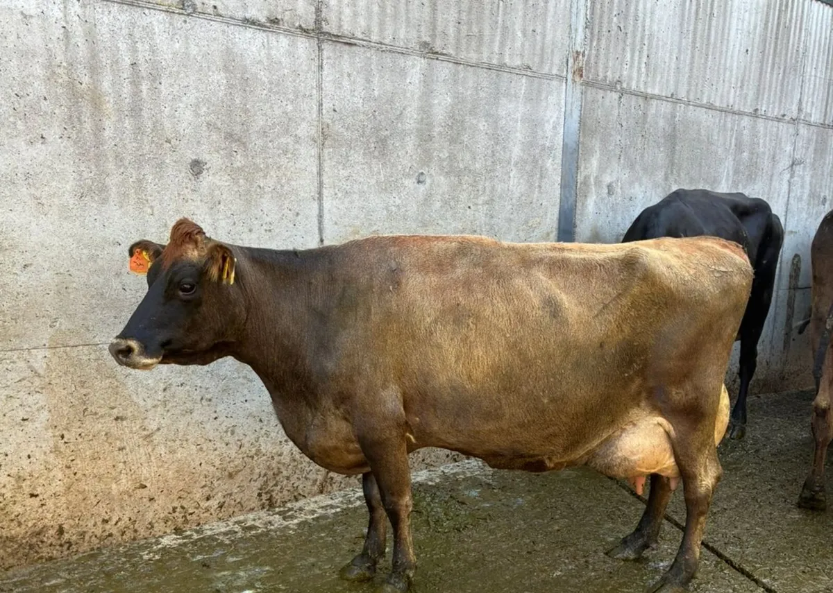 12 Fresh calved Crossbreds for sale - Image 1