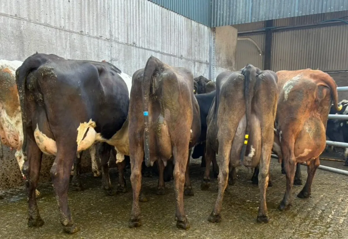 12 Fresh calved Crossbreds for sale - Image 2