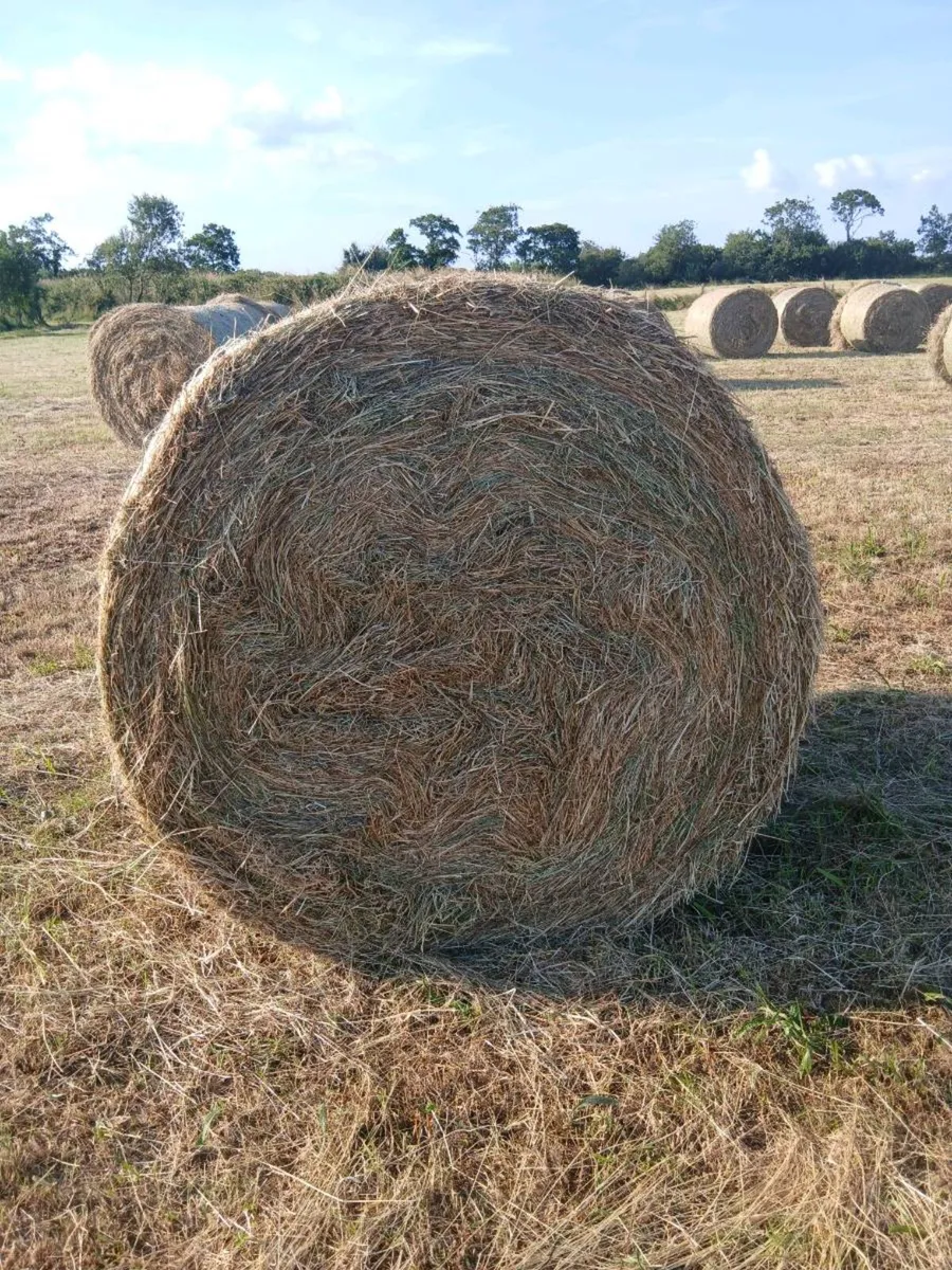 Round hay bales €30 - Image 2
