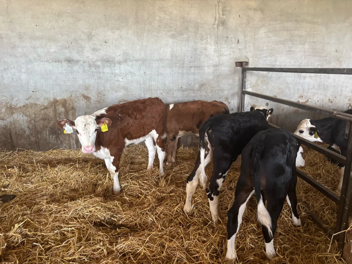 6 reared Hereford heifers - Image 1