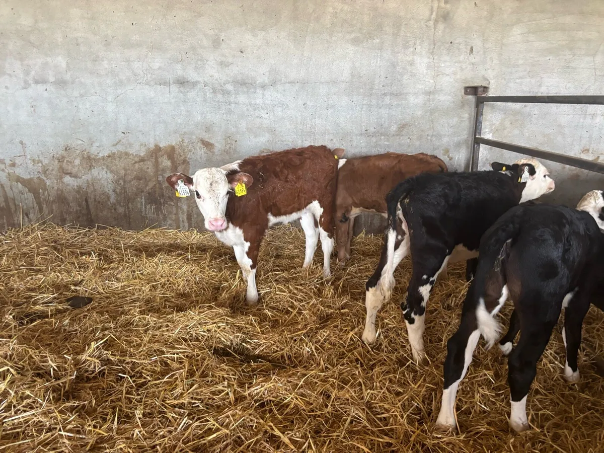6 reared Hereford heifers - Image 2