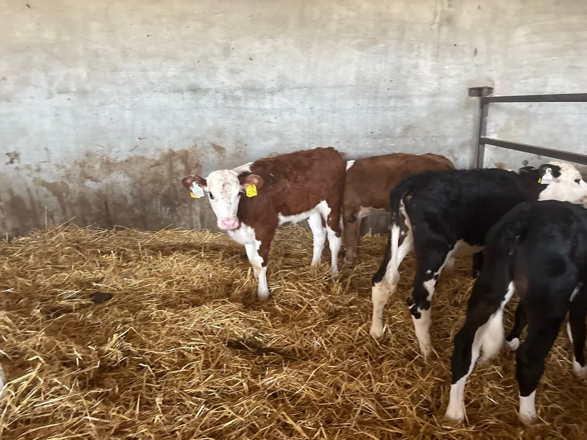6 reared Hereford heifers - Image 3