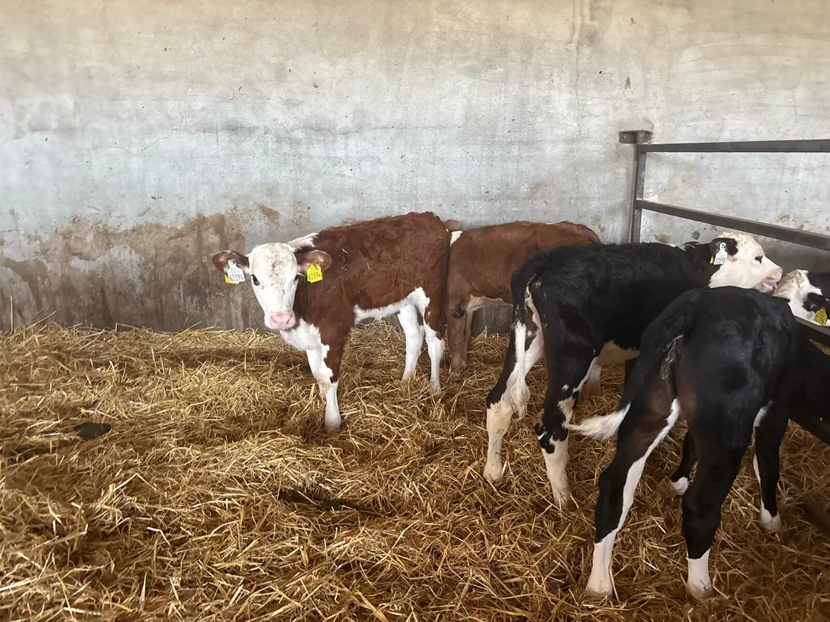6 reared Hereford heifers - Image 4