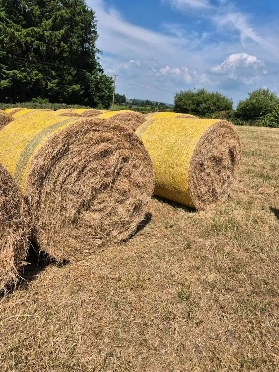 Hay - Image 1