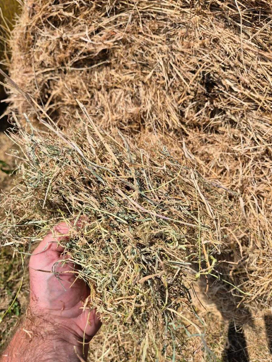 Hay - Image 2