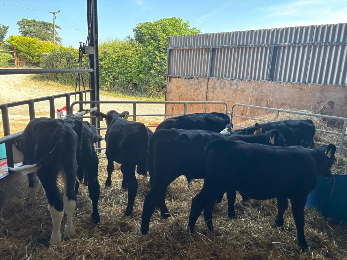 7 reared Angus and Hereford bulls - Image 1