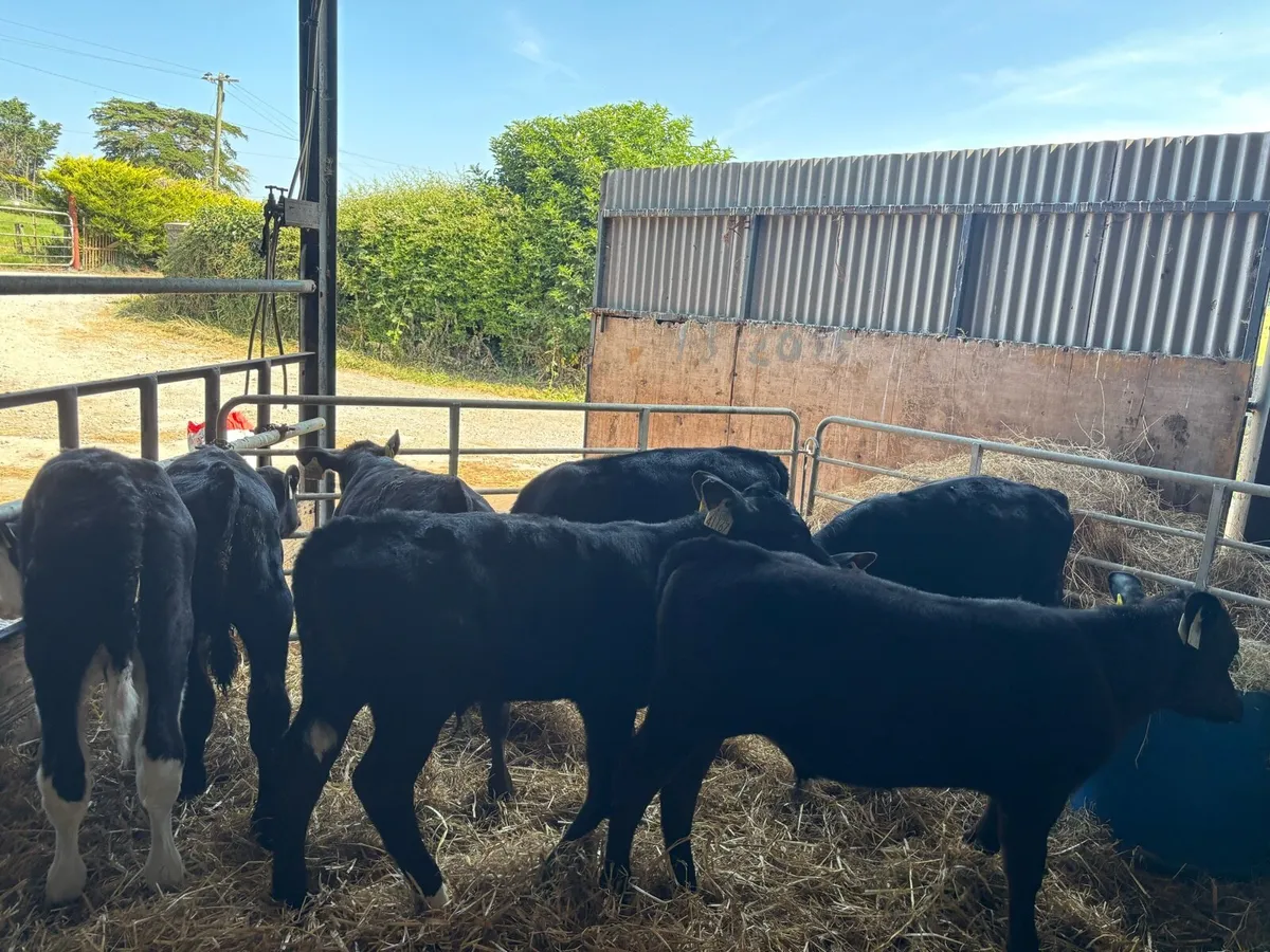 7 reared Angus and Hereford bulls - Image 3