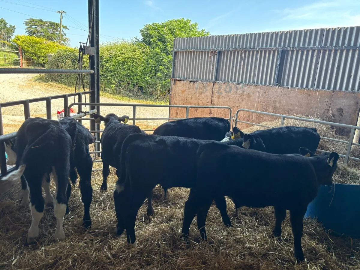 7 reared Angus and Hereford bulls - Image 4