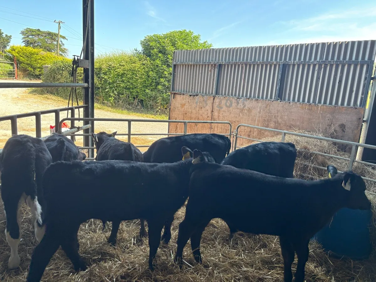 7 reared Angus and Hereford bulls - Image 2
