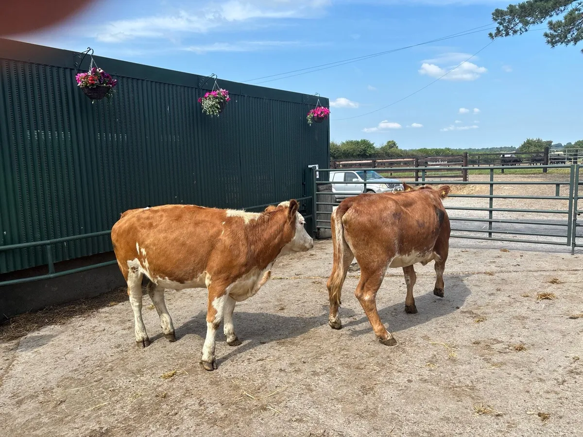 2 super Simmental breeding heifers - Image 1