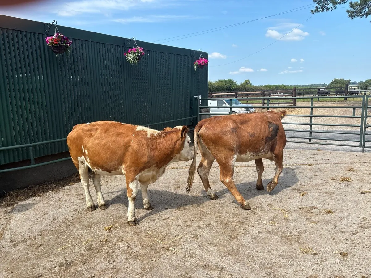 2 super Simmental breeding heifers - Image 2