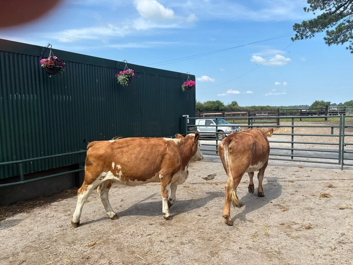 2 super Simmental breeding heifers - Image 3