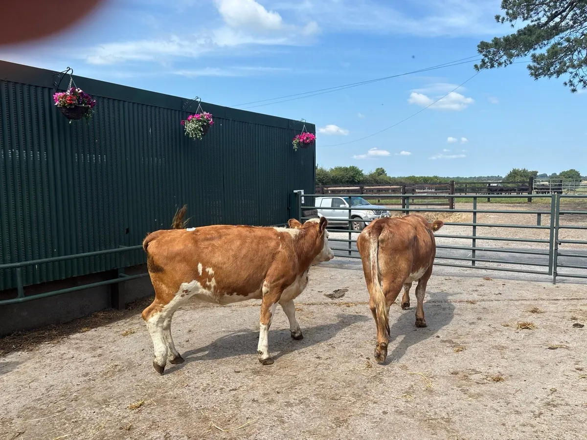 2 super Simmental breeding heifers - Image 4