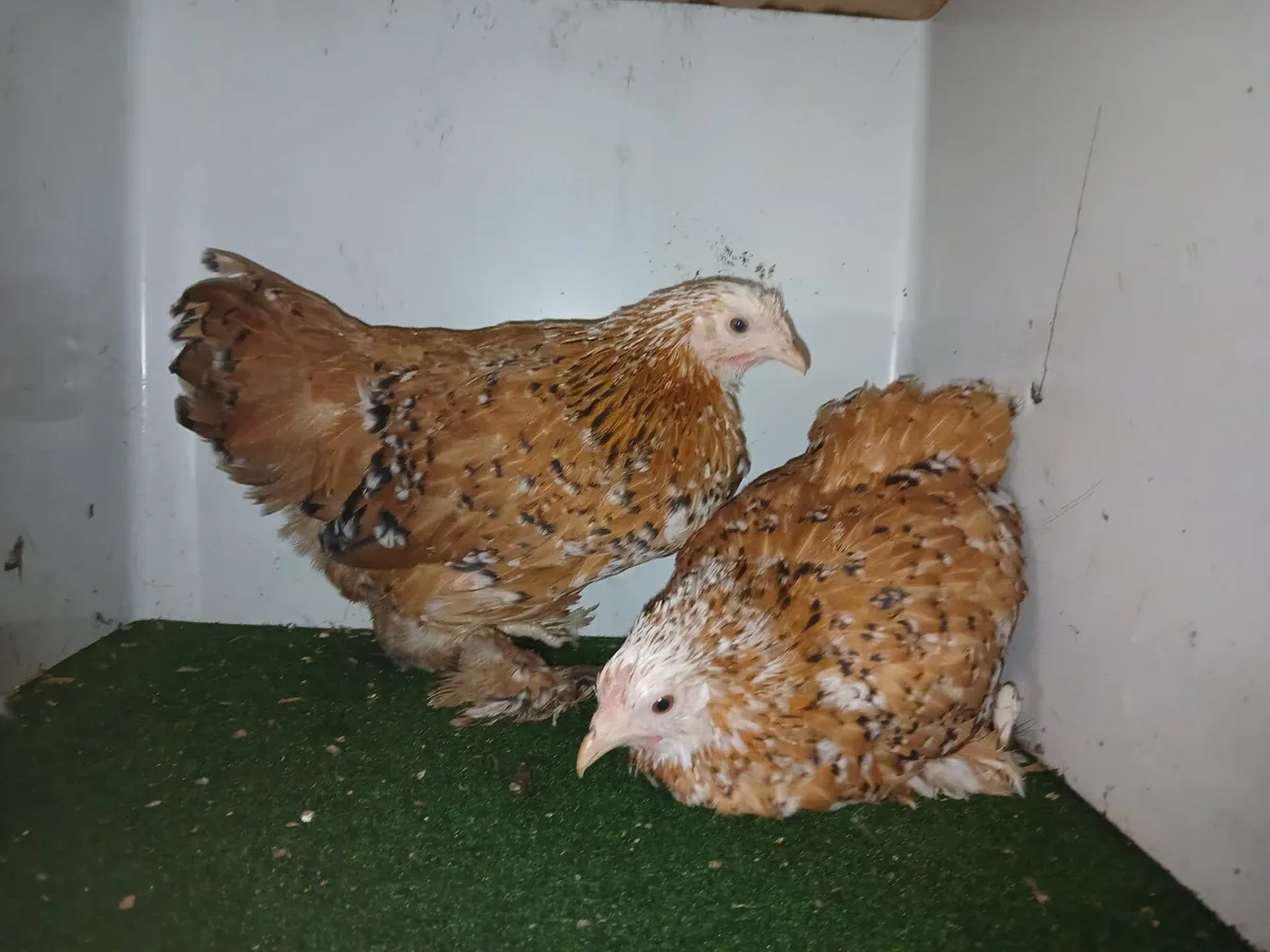Bantam and silkies - Image 1