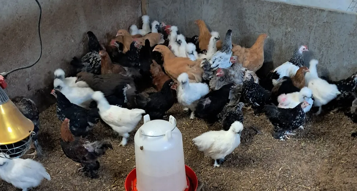 Bantam and silkies - Image 2