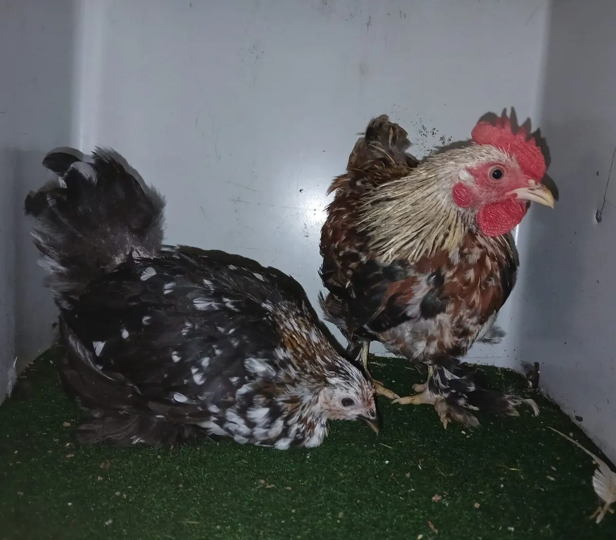 Bantam and silkies - Image 3