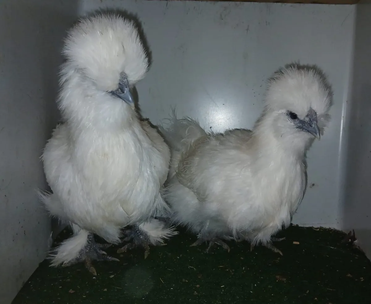 Bantam and silkies - Image 4