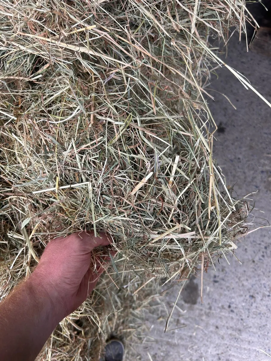 Quality hay for sale - Image 1