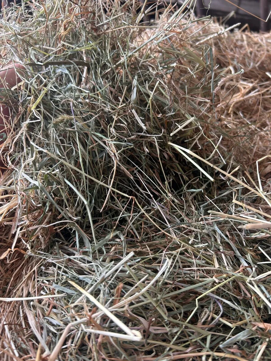 Quality hay for sale - Image 2