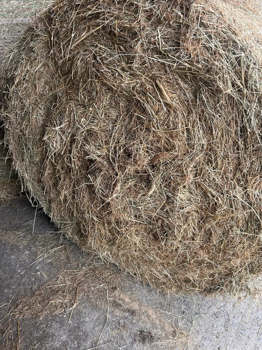 Quality hay for sale - Image 4