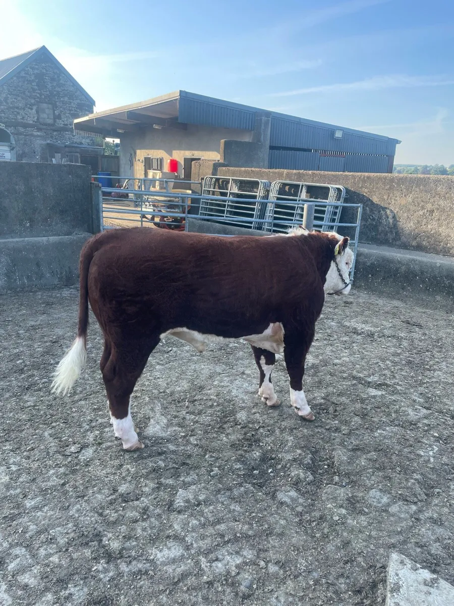 Beef Cattle - Image 1