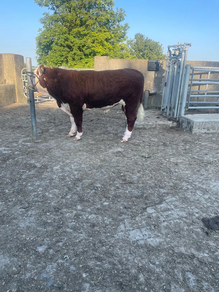 Beef Cattle - Image 2