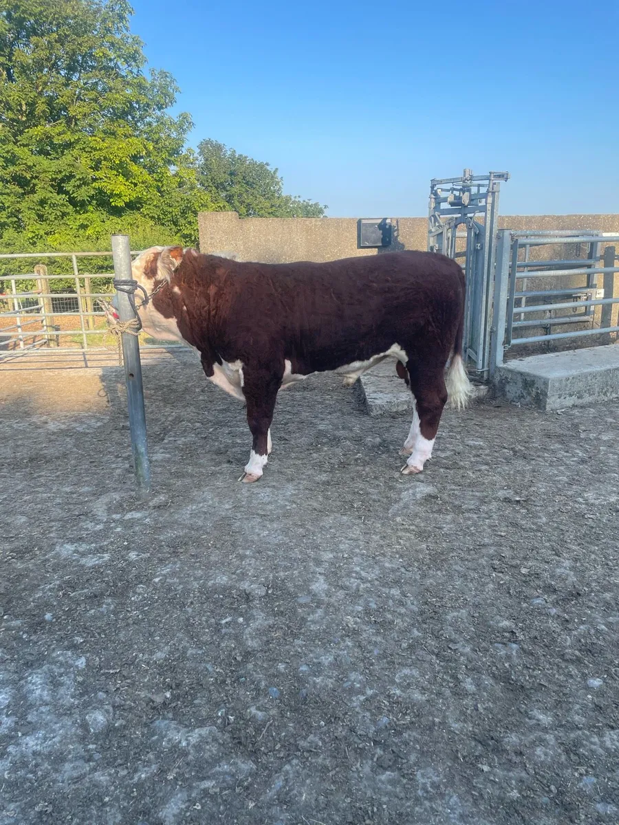 Beef Cattle - Image 3