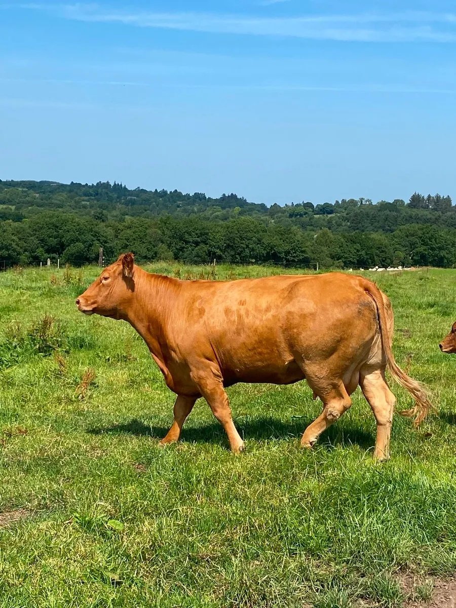 Limousin suckler outfit - Image 1