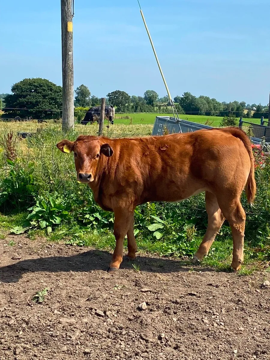 Limousin suckler outfit - Image 2