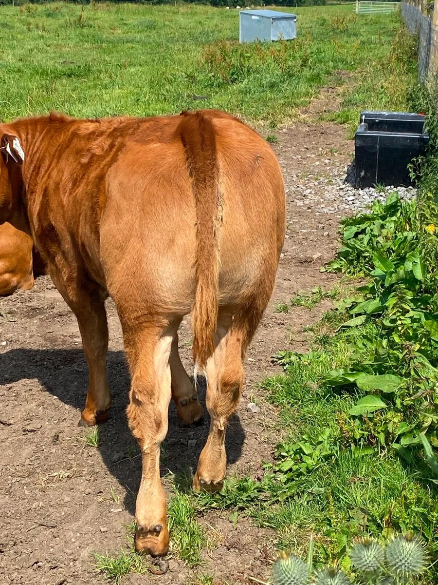 Limousin suckler outfit - Image 3