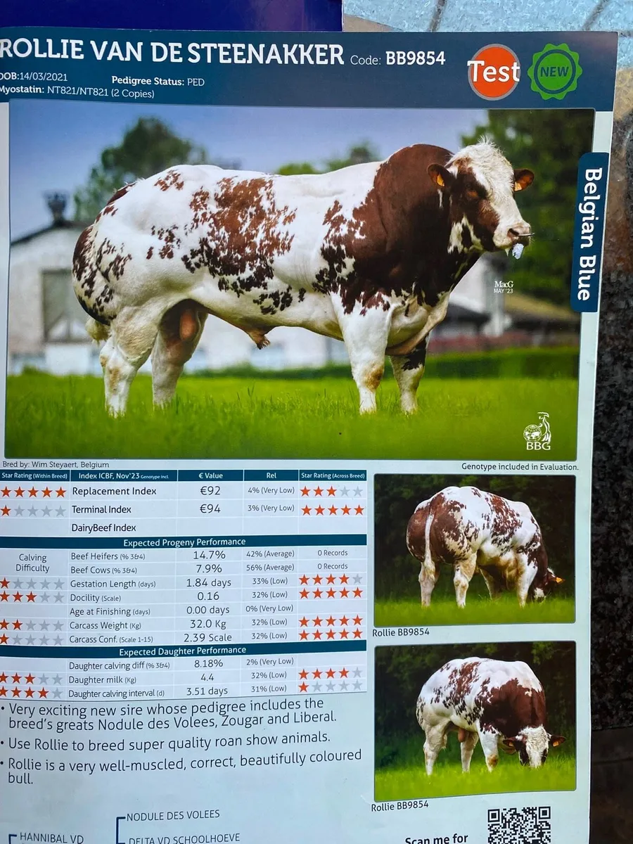 Limousin suckler outfit - Image 4