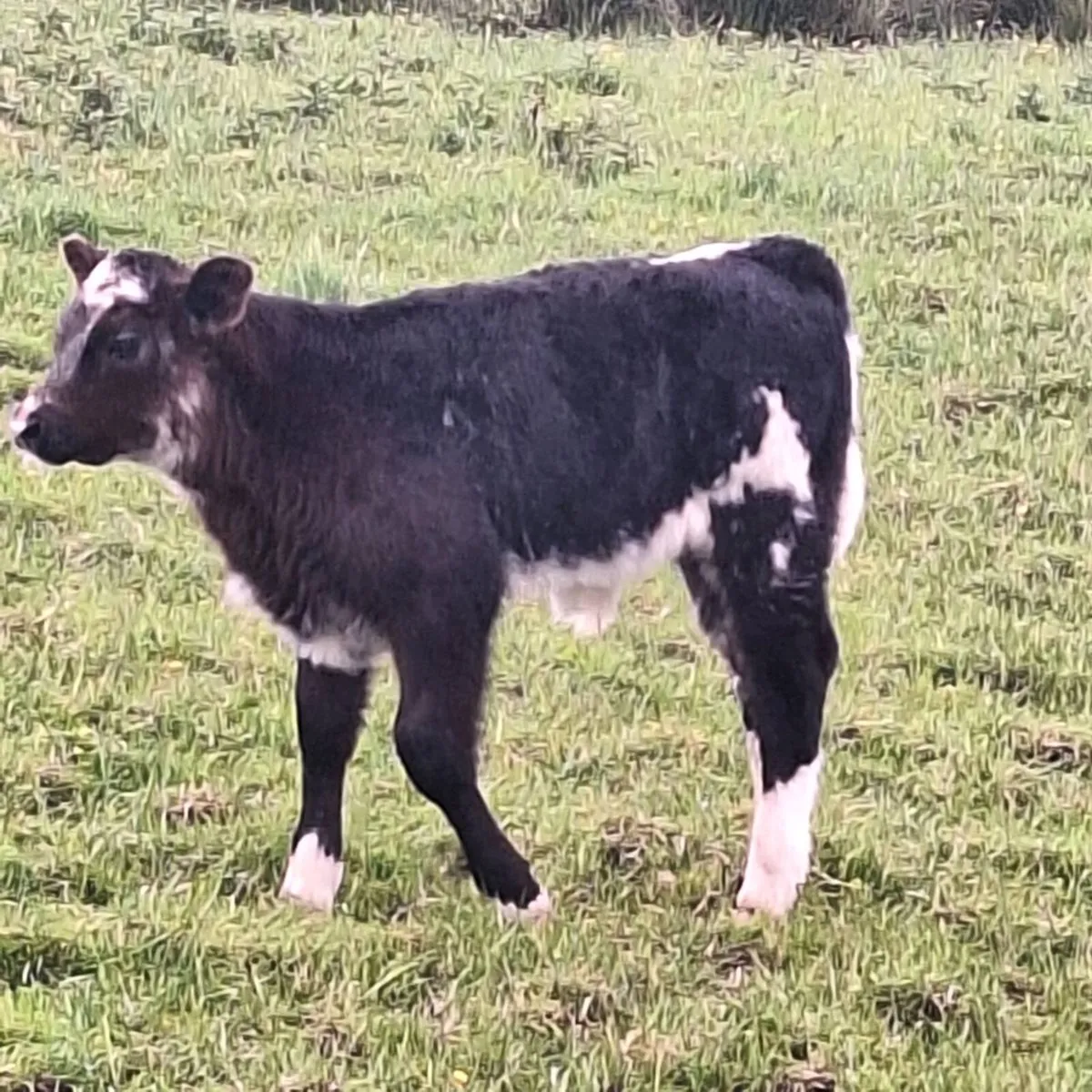 Cow and calf - Image 1