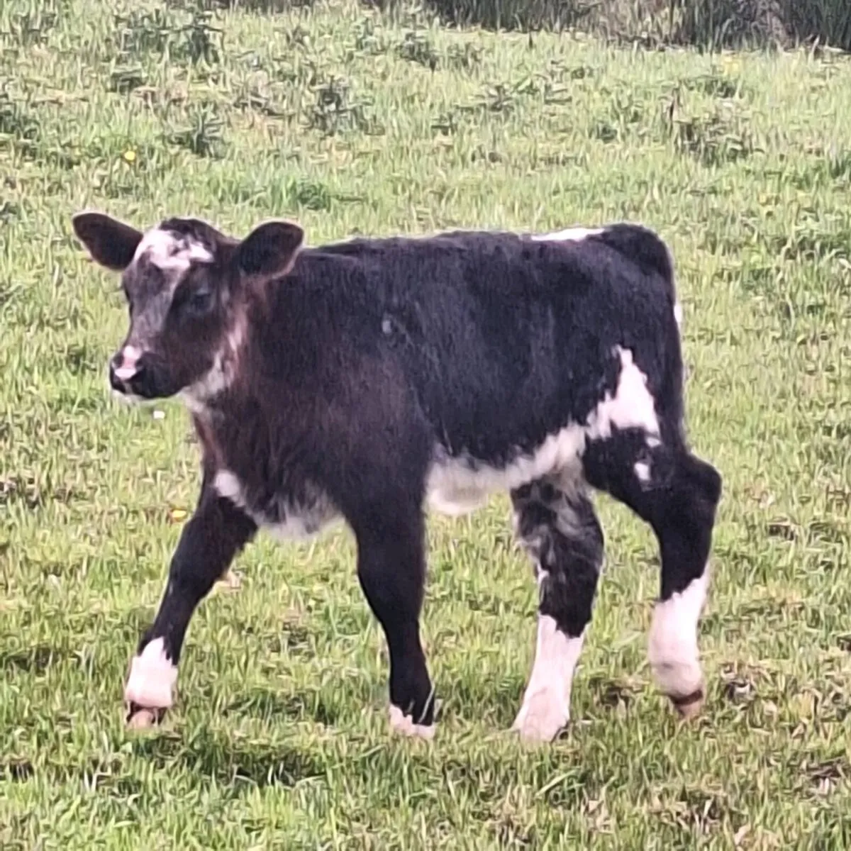 Cow and calf - Image 3