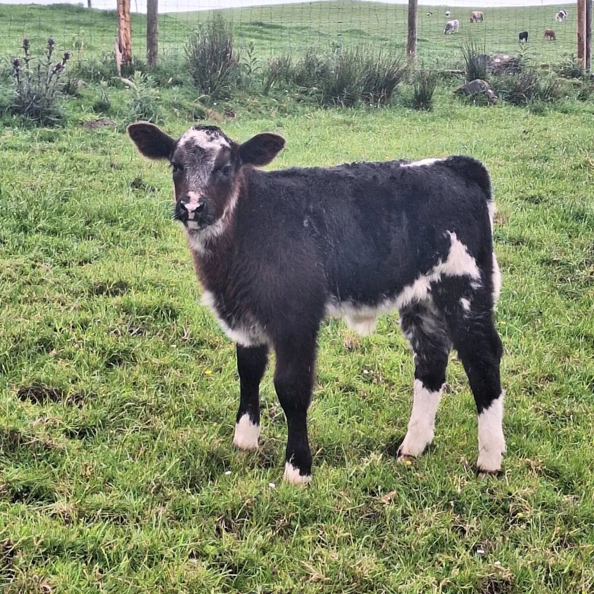 Cow and calf - Image 4