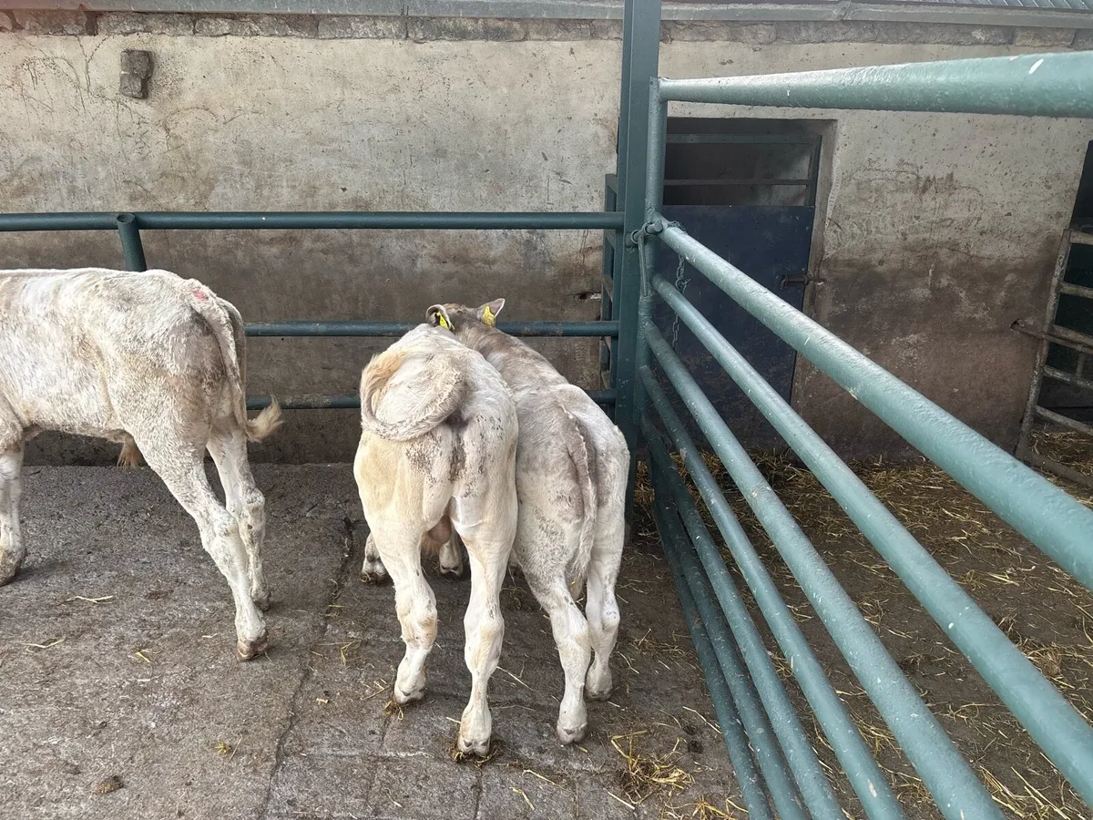 3 suckler bred charlaois bulls - Image 2