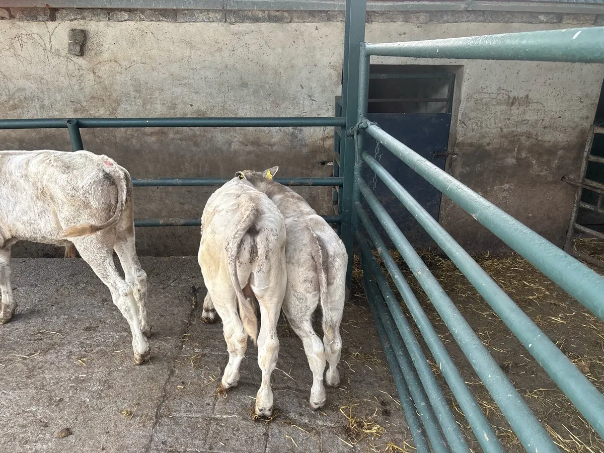 3 suckler bred charlaois bulls - Image 3