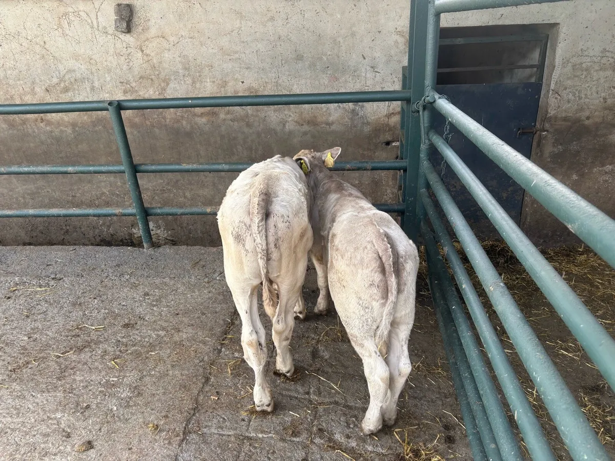 3 suckler bred charlaois bulls - Image 4