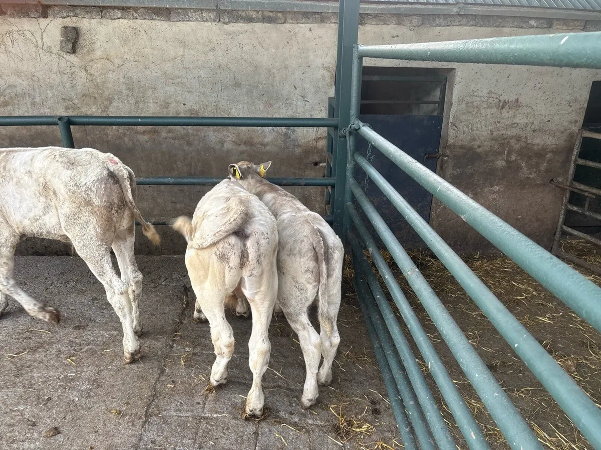 3 suckler bred charlaois bulls - Image 1
