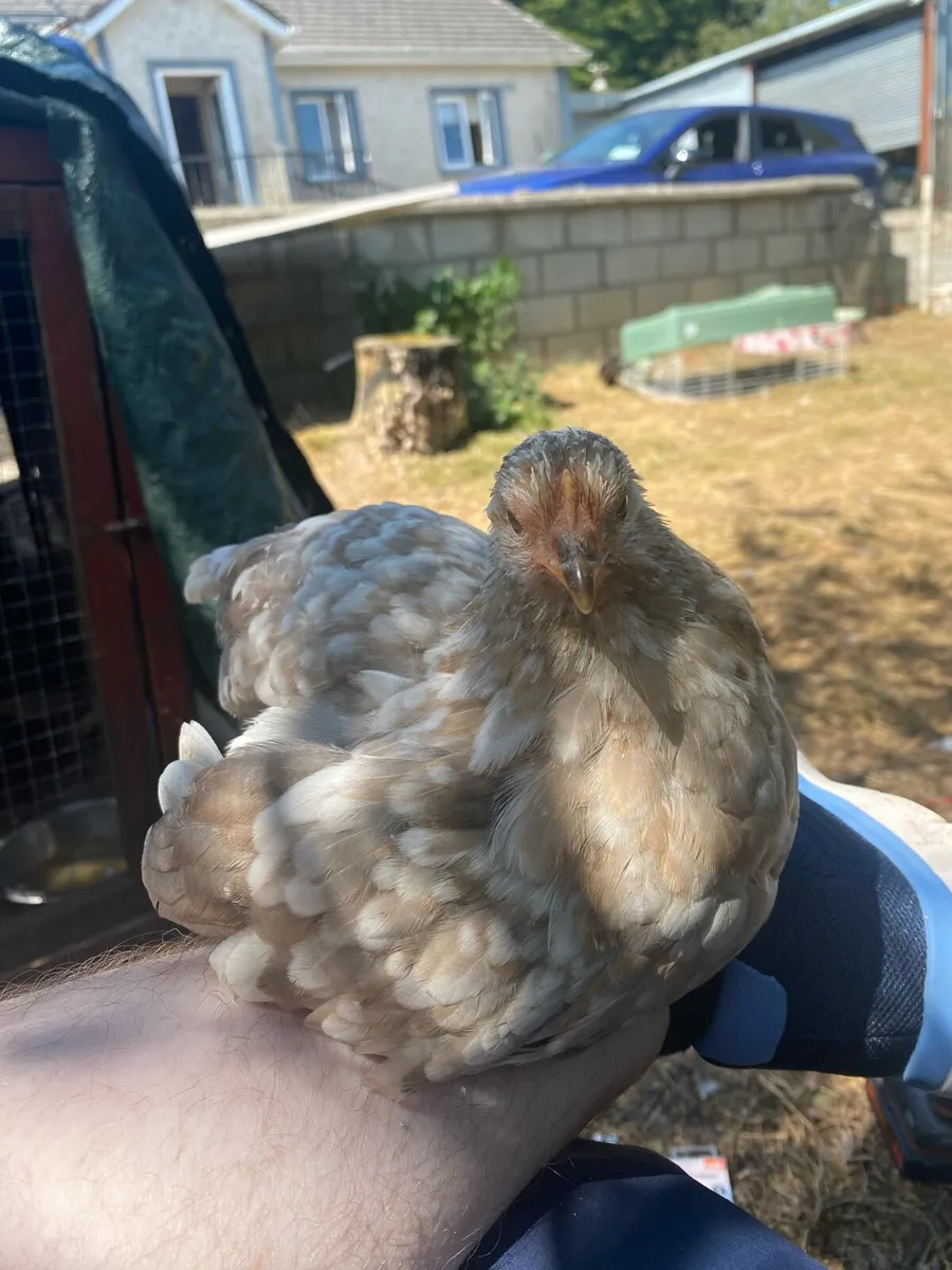 Birds for sale and more - Image 2