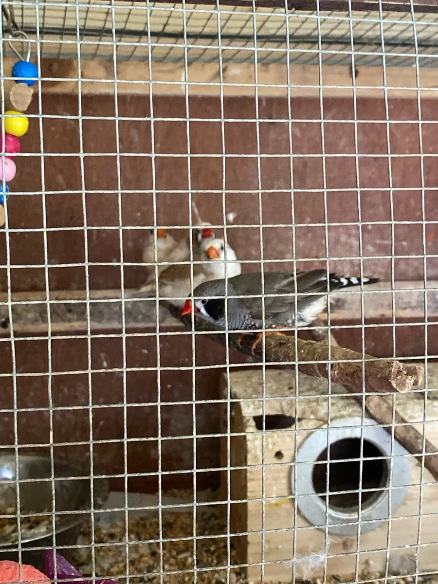 Birds for sale and more - Image 3