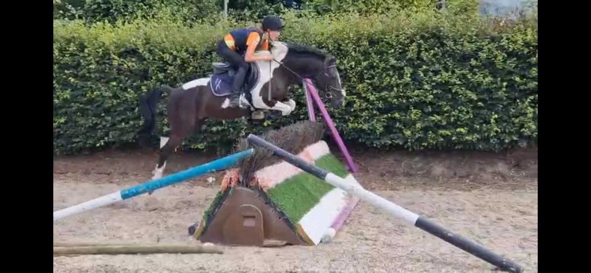 All rounder pony - Image 2